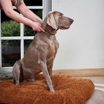 Collar antiestrés con feromonas para perros - Beaphar CaniComfort